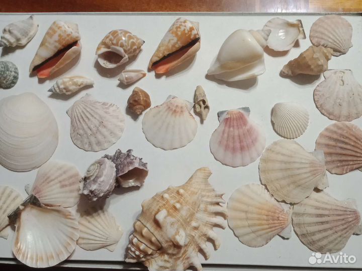 Ракушки морские