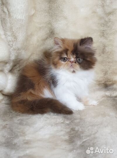 Персидский котёнок(продан)