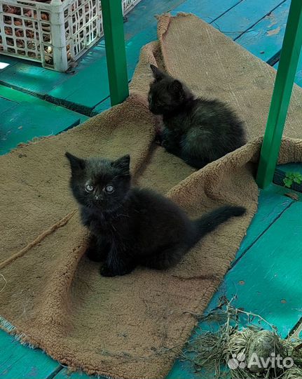 Отдам в добрые руки котенка