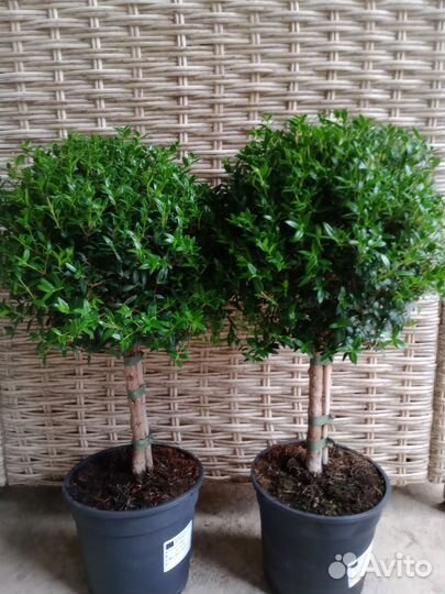 Миртовое дерево