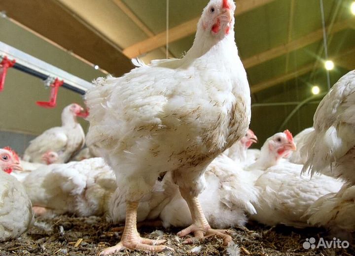 Бройлеры росс 308 Словакия, Испания опт и розница