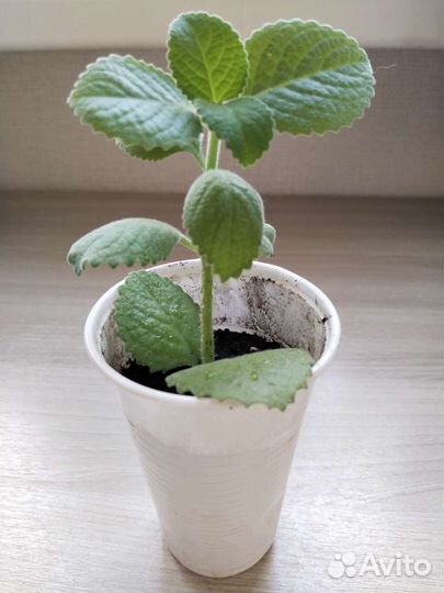 Комнатная мята