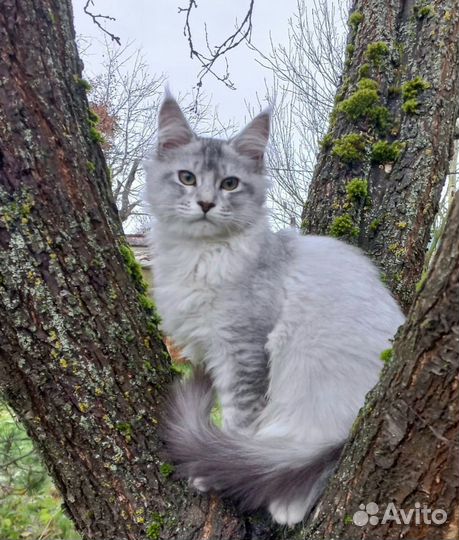 Кошечка серебро шадет линии