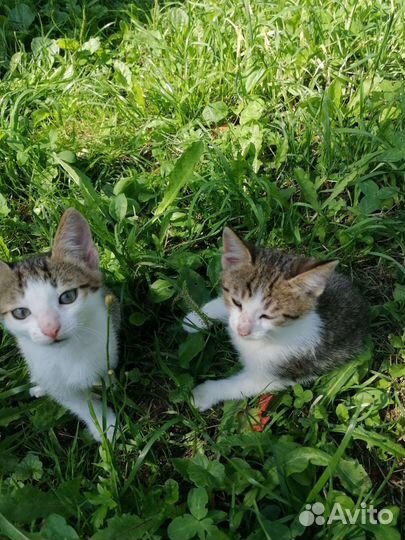 Кошки в добрые руки бесплатно