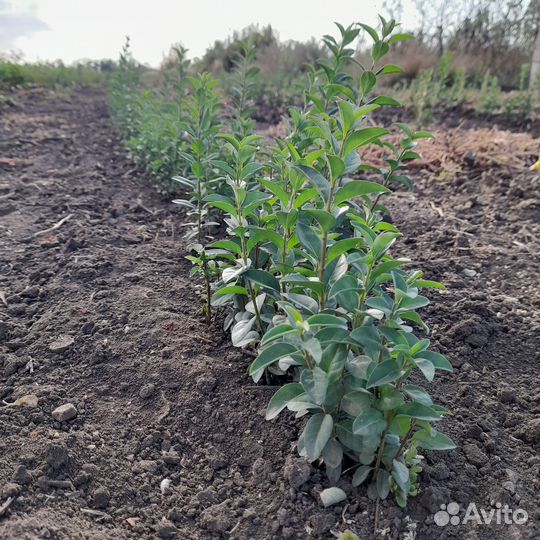 Бирючина,подвой,алыча,айва в обьеме