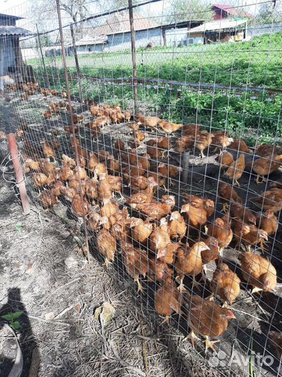 Куры породы редбро