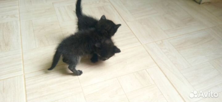 Котята