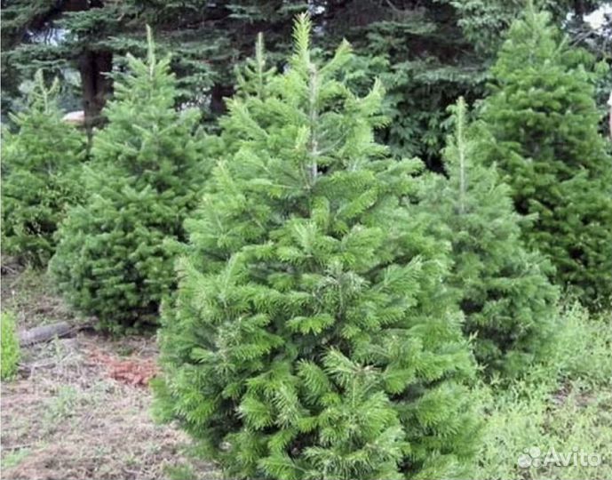 Ель голубая Экстра