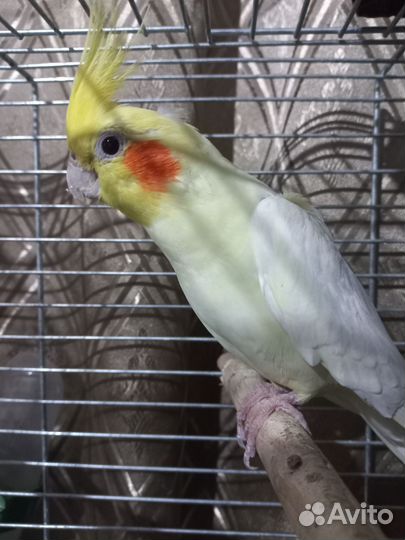 Попугаи кореллы