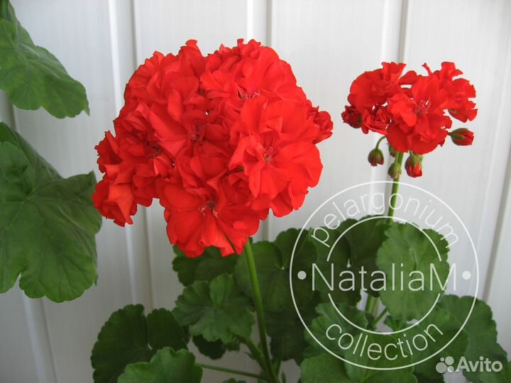 Ив-Красная Москва пеларгония (герань)