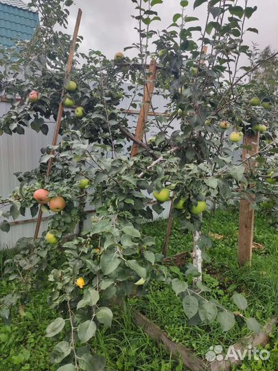 Вкусные закатки из своего сада