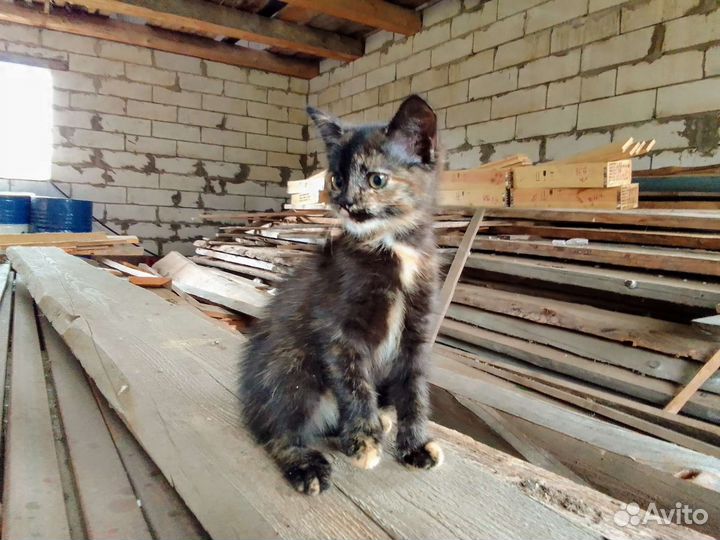 Котенок в добрые руки