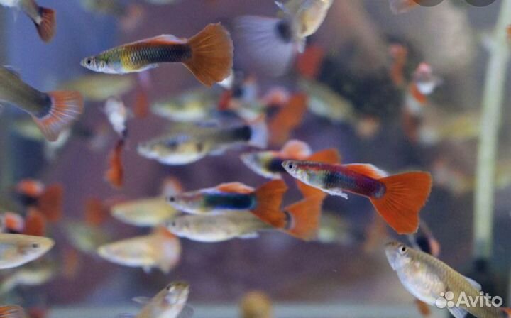 Рыбки гуппи