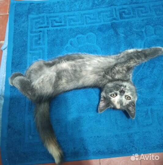 Метис шотландской отдам