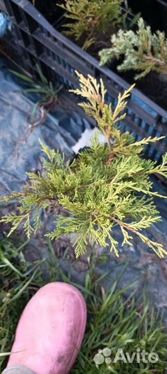 Можжевельник Блу чип и Олд голд