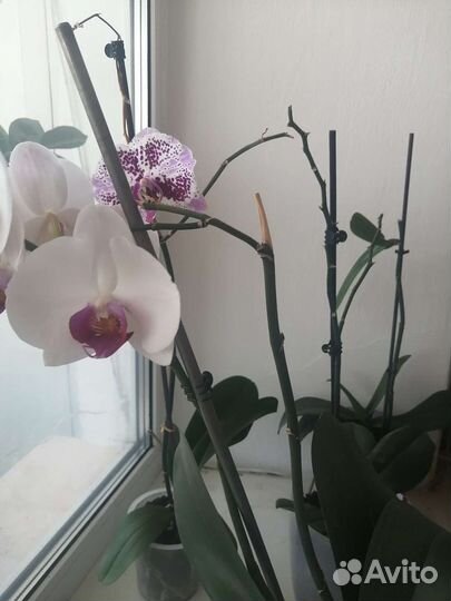 Сансевиерия