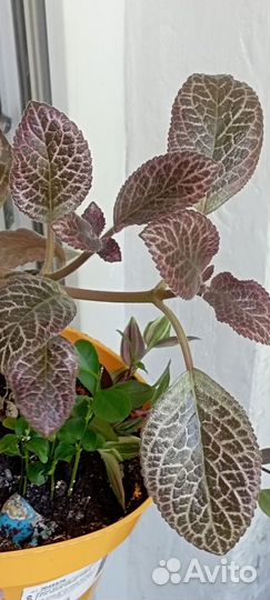 Комнатные цветы