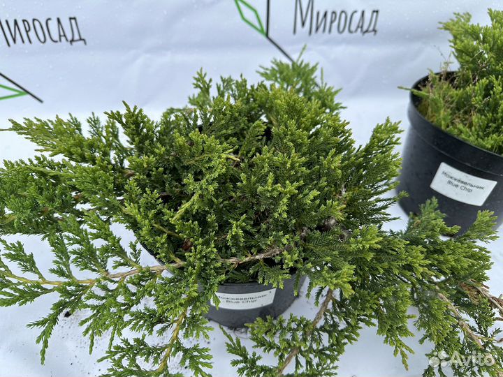 Можжевельник Блю чип
