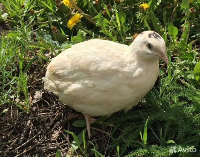 Перепела Техасцы, яйца для инкубации, клетки