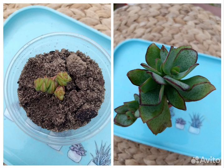 Суккуленты, 2 часть