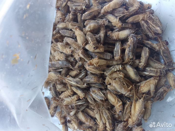 Сверчки домовые, туркменские тараканы, мучник