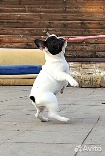 Французский бульдог щенки