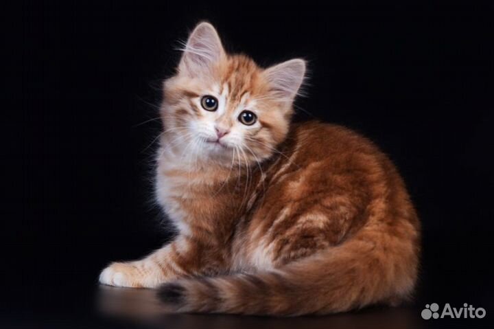 Сибирские котята