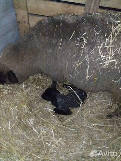 Овцы Суффолк