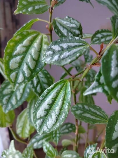 Пилея кадье