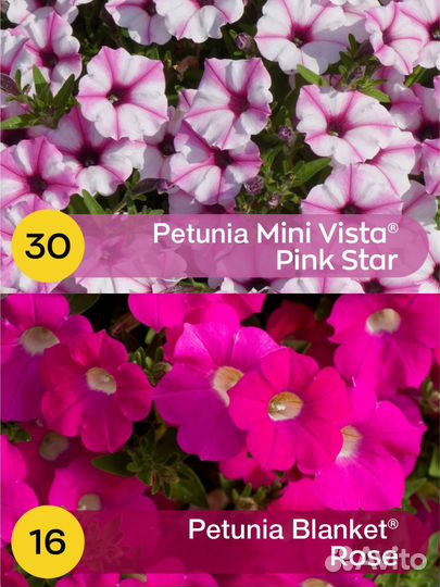 Петуния, Алиссум, будра, лизимахия