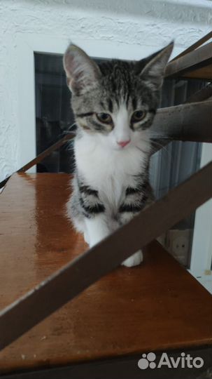 Покровские котятки в дар