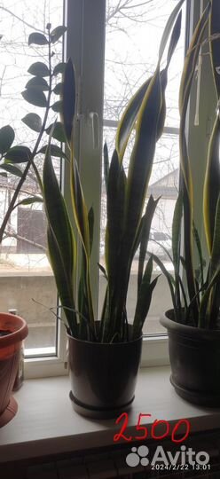 Домашние цветы элитные