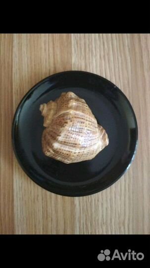 Ракушки морские