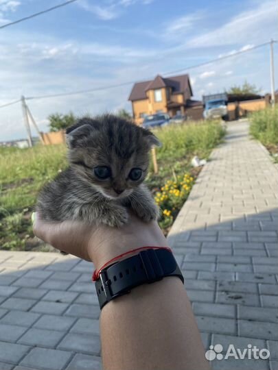 Отдам в добрые руки котенка девочку