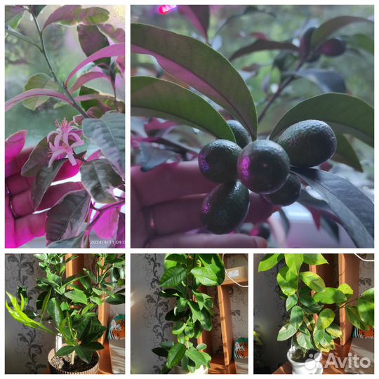 Комнатные растения