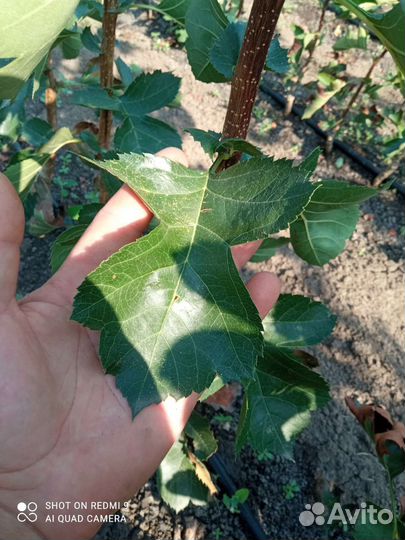 Саженцы боярышника