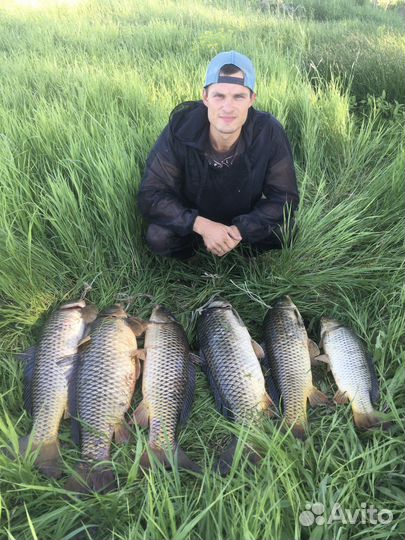 Комплект 50шт макуха пылящая на сазана