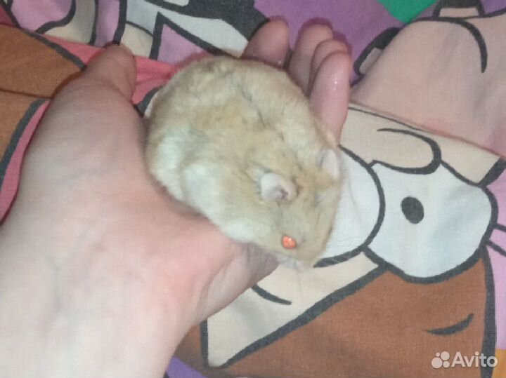 Хомяк джунгарский с контейнером бесплатно