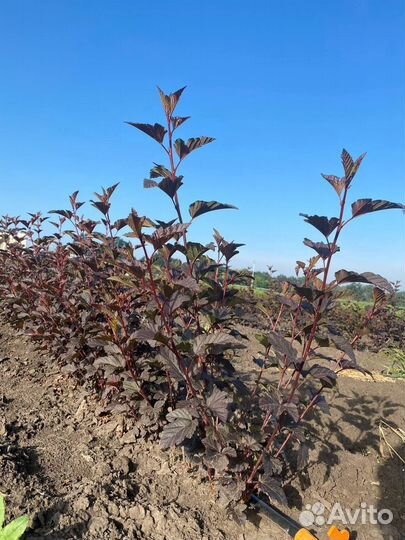 Саженцы пузыреплодника