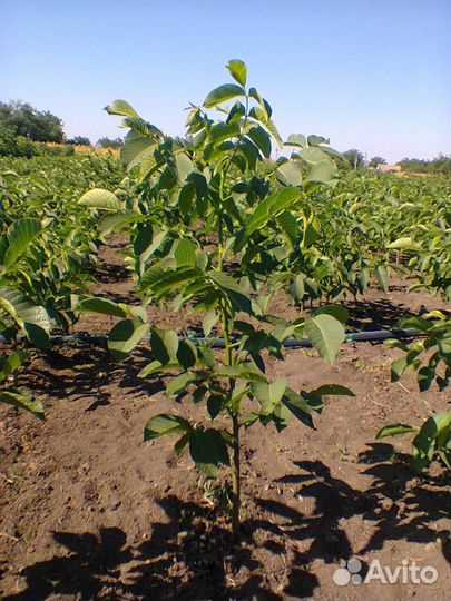 Орех грецкий «Идеал»