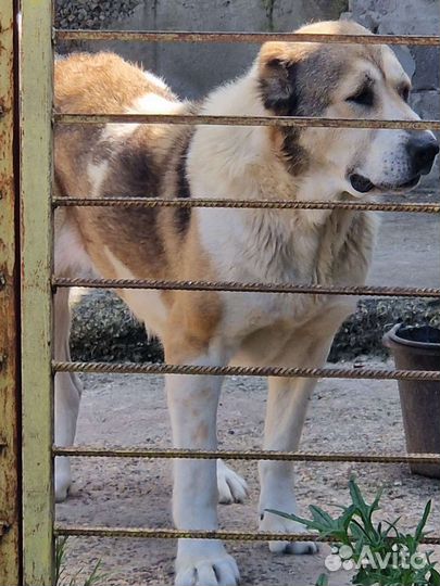 Среднеазиатская овчарка алабай
