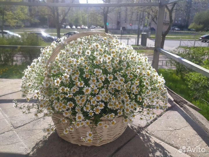 Ромашки, доставка цветов