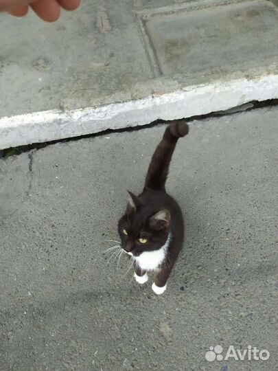 Кошка в добрые руки