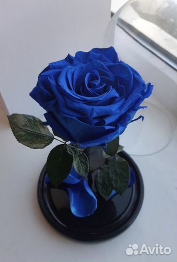 Розы в колбе (Синяя и не только) Доставка