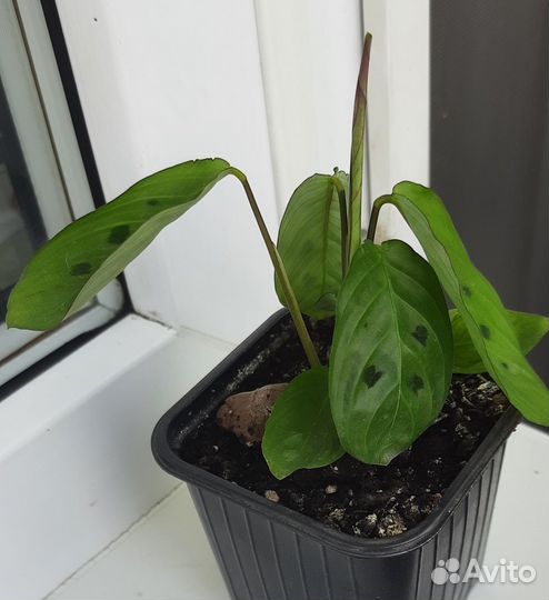 Аглаонема,маранта.алоэ