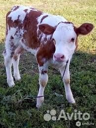 Продам телку