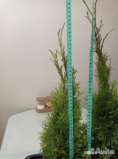 Туя смарагд