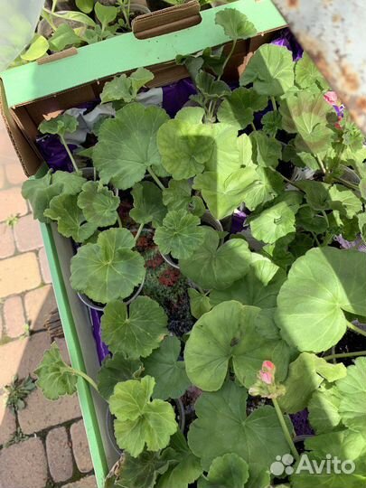 Пеларгония герань