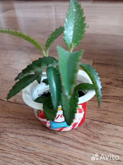 Алоэ вера лечебный