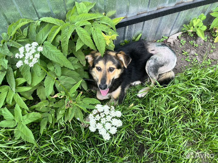 Собака молодая